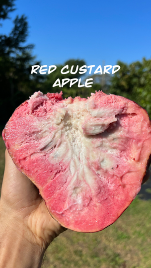 PREORDER 2025 Red Custard Apple