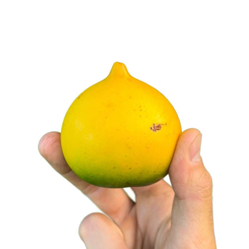 PREORDER Abiu Fruit Hunters