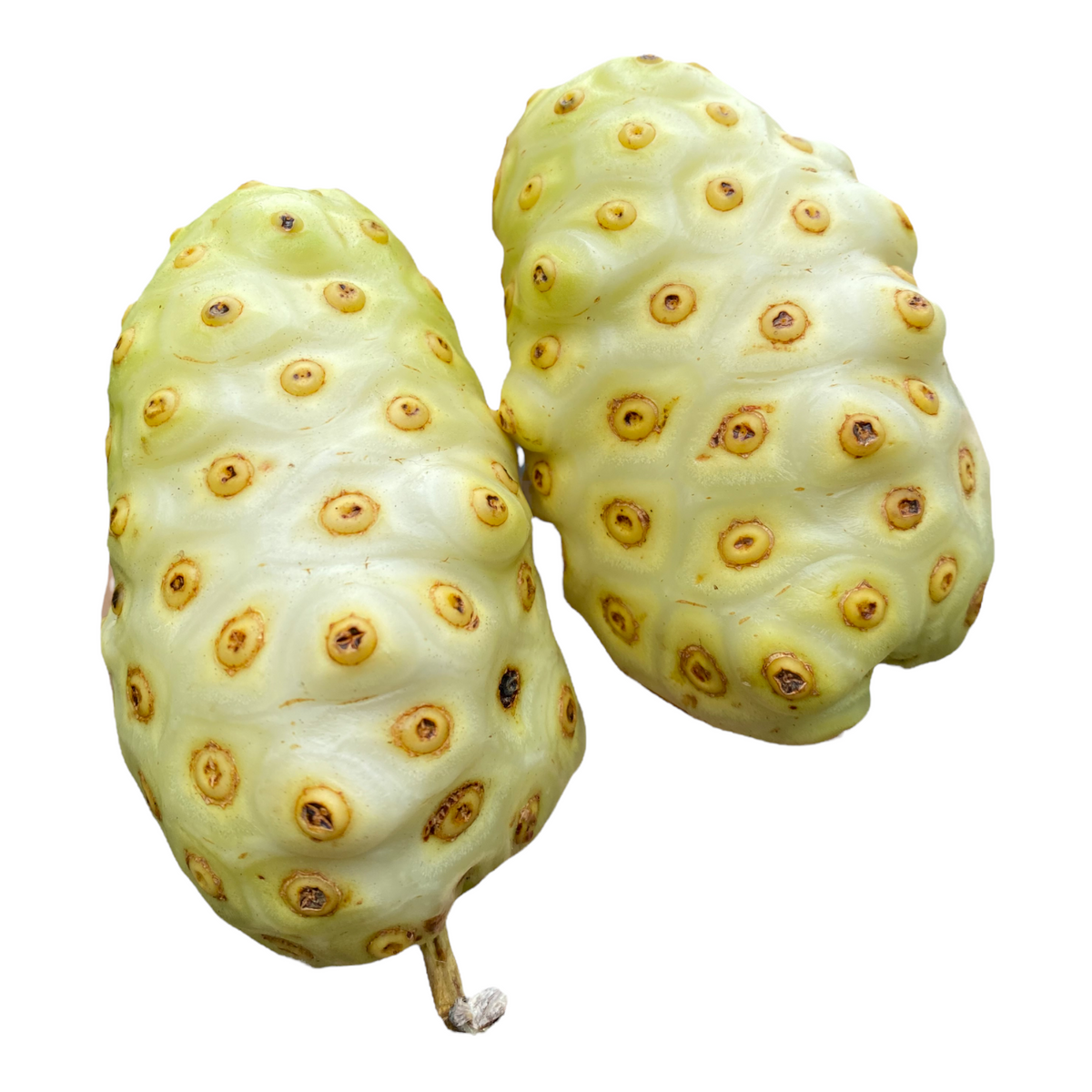 Noni Fruit Fruit Hunters