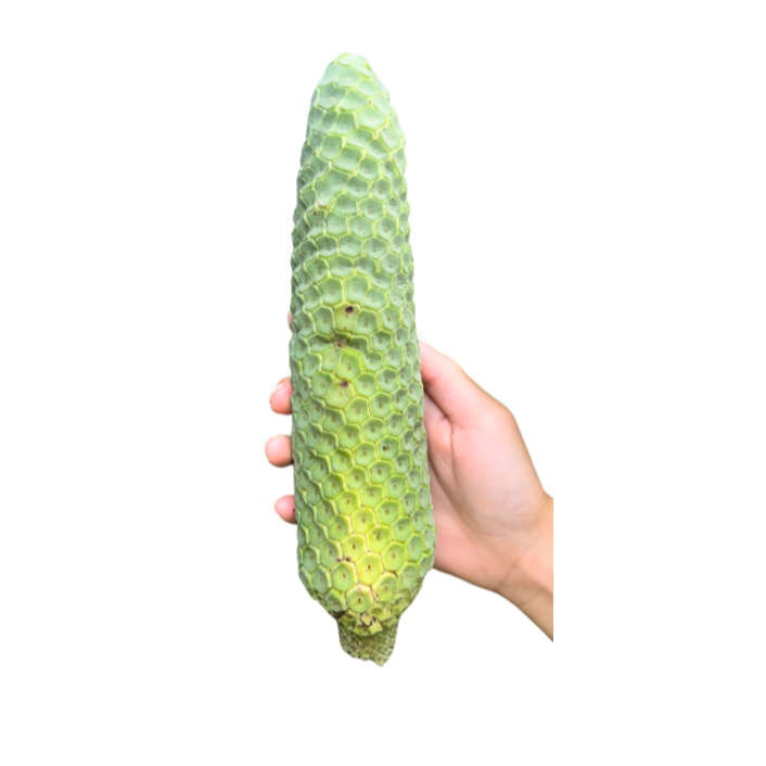 monstera deliciosa fruit taste Pre Order * Monstera Deliciosa – Fruit Hunters