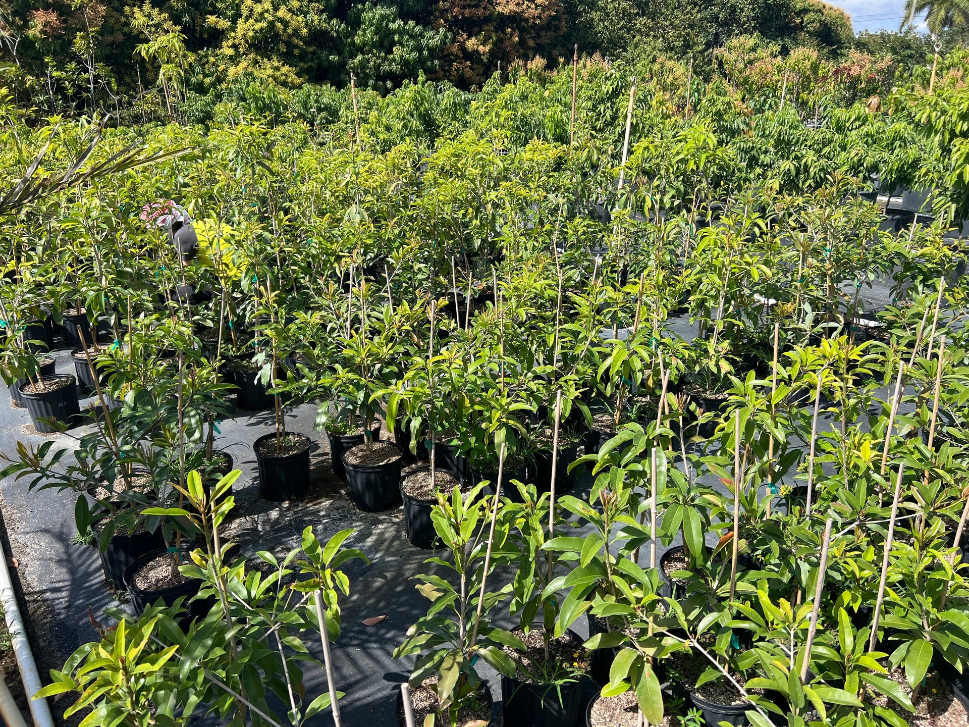 Fruit Trees