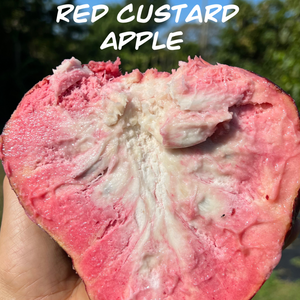 PREORDER 2025 Red Custard Apple
