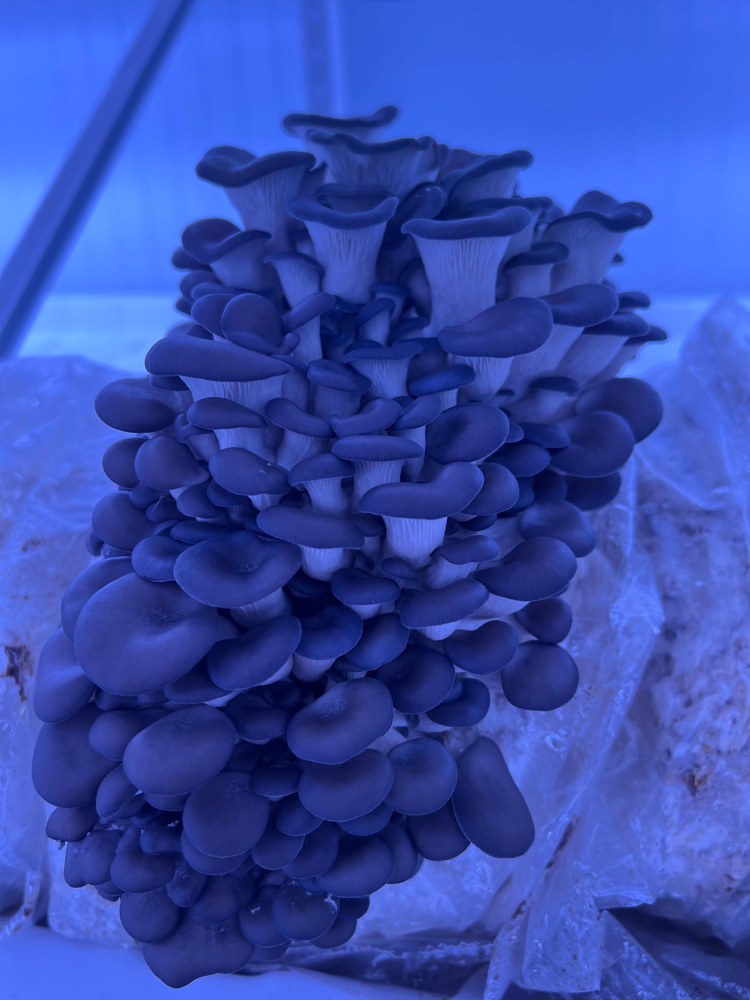 Blue Oyster Mushroom