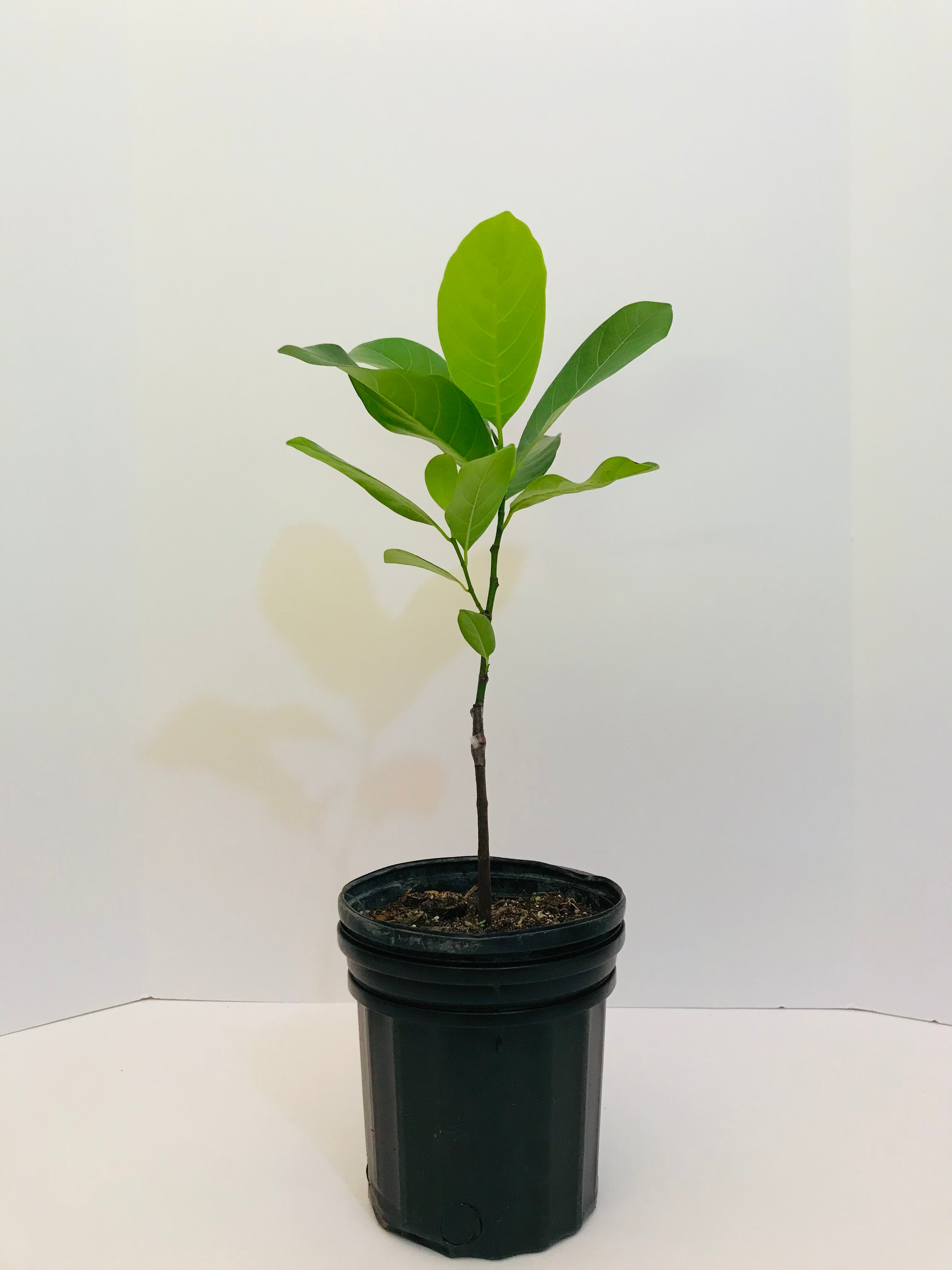 15F3C5A1-7FEF-4726-9FDB-