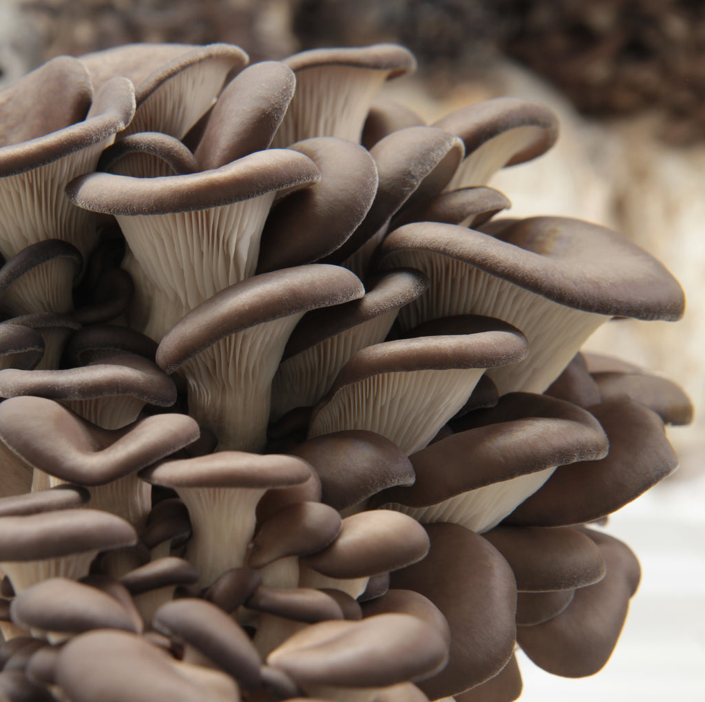 Blue Oyster Mushroom