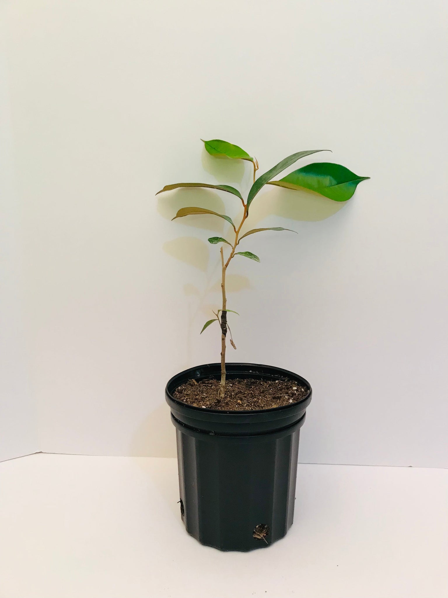 Grafted Caimito AKA Star Apple tree 1 Gallon (3 Varieties)