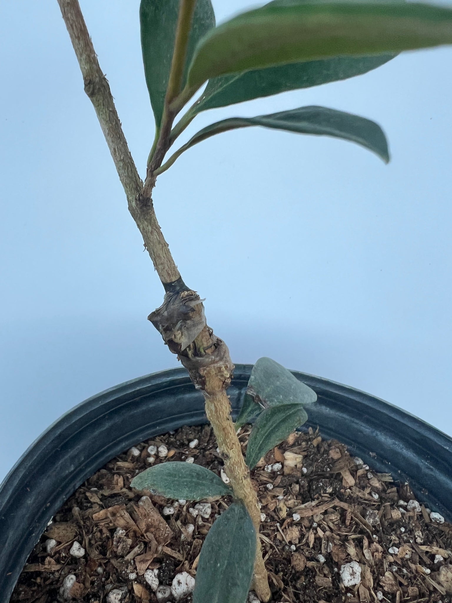 Grafted Pitomba Tree 1 Gallon Pot