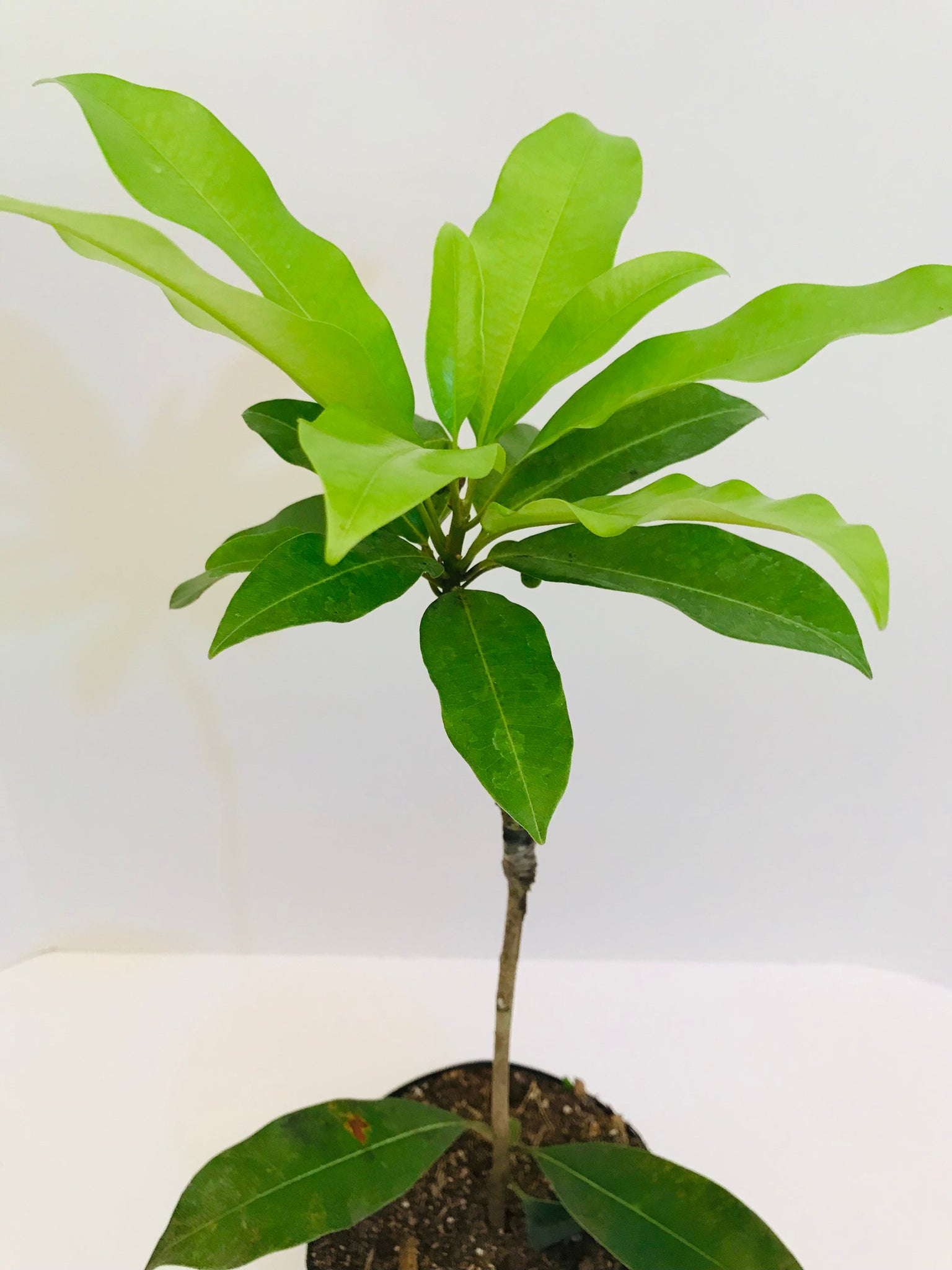 Grafted Sapodilla aka Nispero Tree 1 Gallon (8 Varieties)