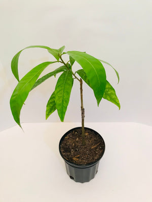 Grafted Canistel AKA Egg Fruit tree 1 Gallon (4 Varieties)