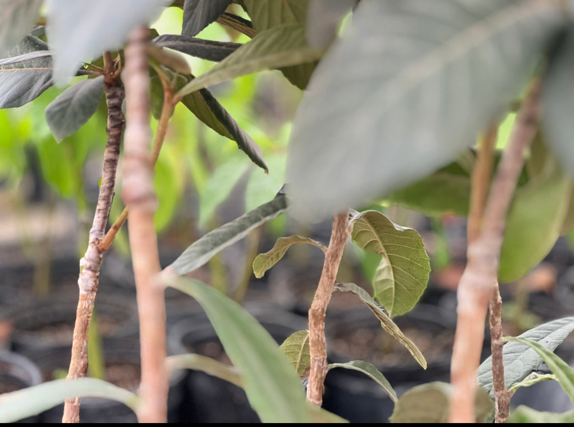Grafted Loquat 1 gallon Container