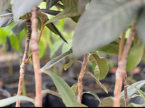 Grafted Loquat 1G Container