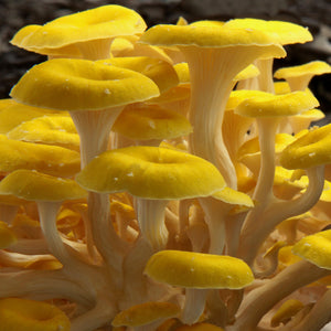 Golden Oyster Mushroom