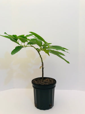 Grafted Avocado Tree 1 gallon (30 varieties!)