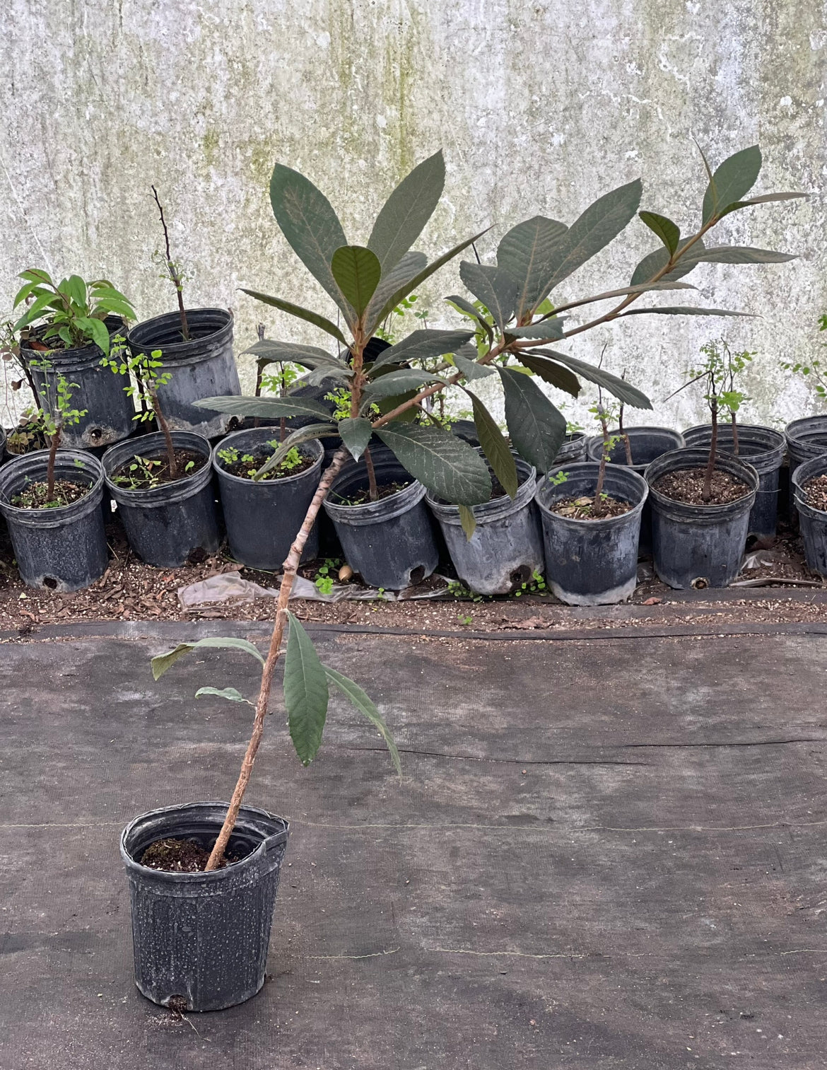 Container Loquat Grafted Loquat 1 gallon Container – Fruit Hunters