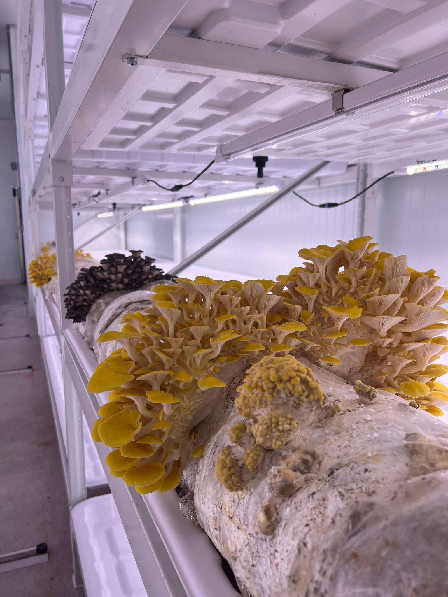 Golden Oyster Mushroom