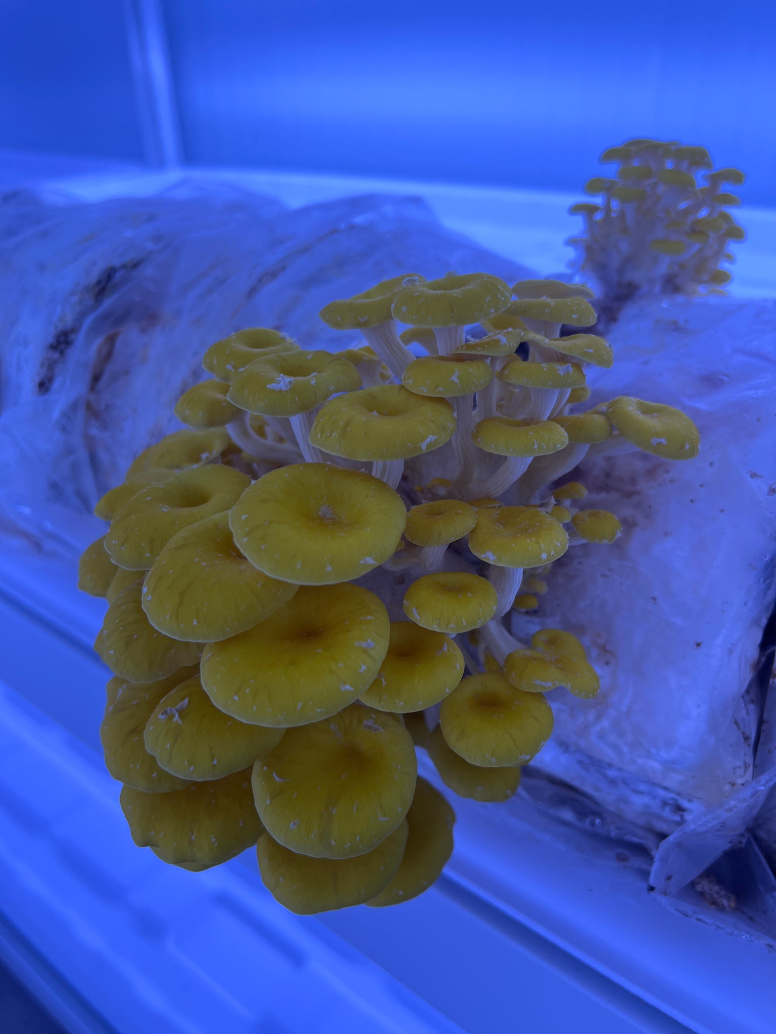 Golden Oyster Mushroom