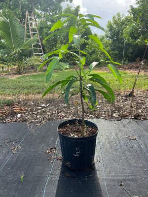 *Grafted Mango Tree 3 Gallons