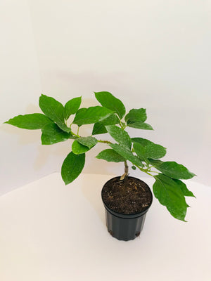 Grafted Avocado Tree 1 gallon (30 varieties!)