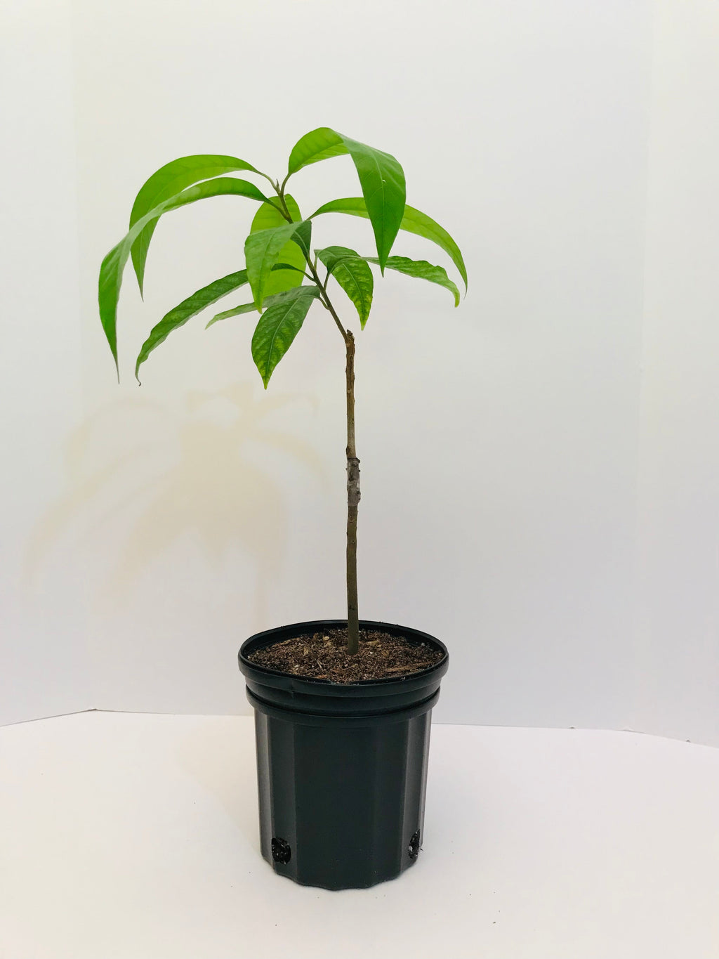 Grafted Canistel AKA Egg Fruit tree 1 Gallon (4 Varieties)