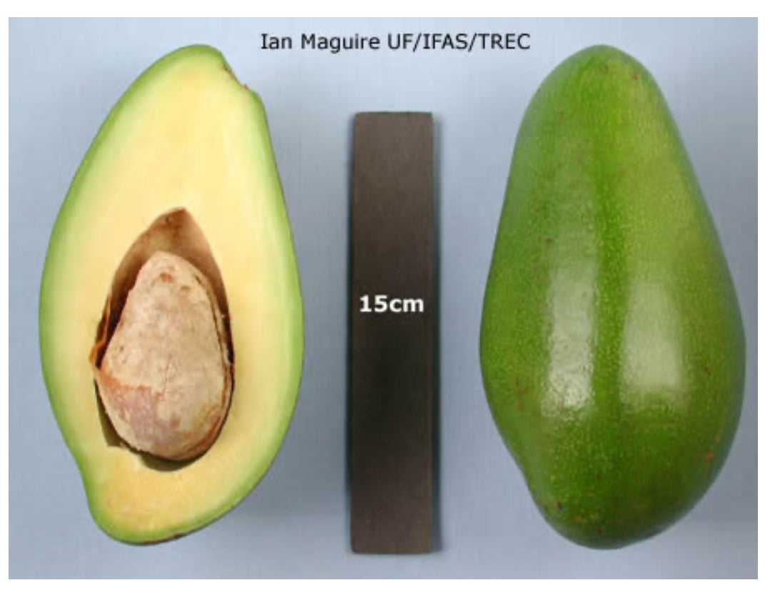 Avocado Fruit from our famous collection (Unfortunately Avocado fruit is on California's do not ship from Florida list)