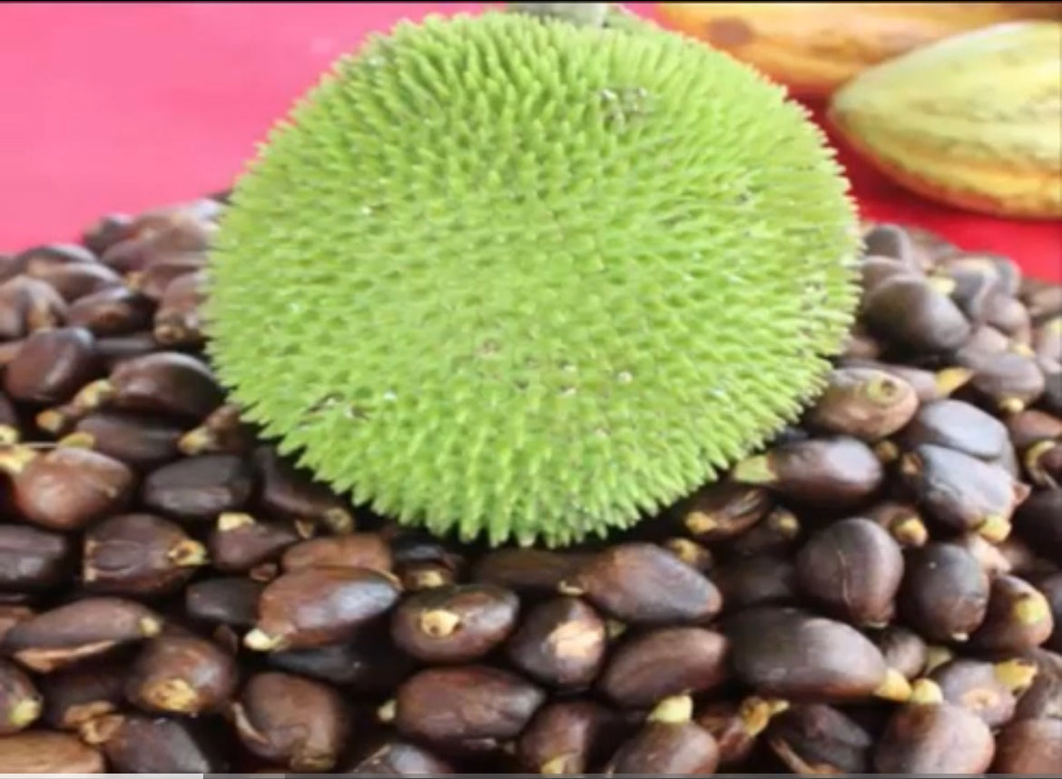 Breadnut Tree 1 Gallon – Fruit Hunters