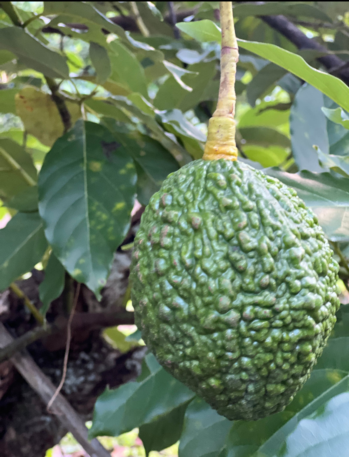 Grafted Avocado Tree 1 gallon (30 varieties!)