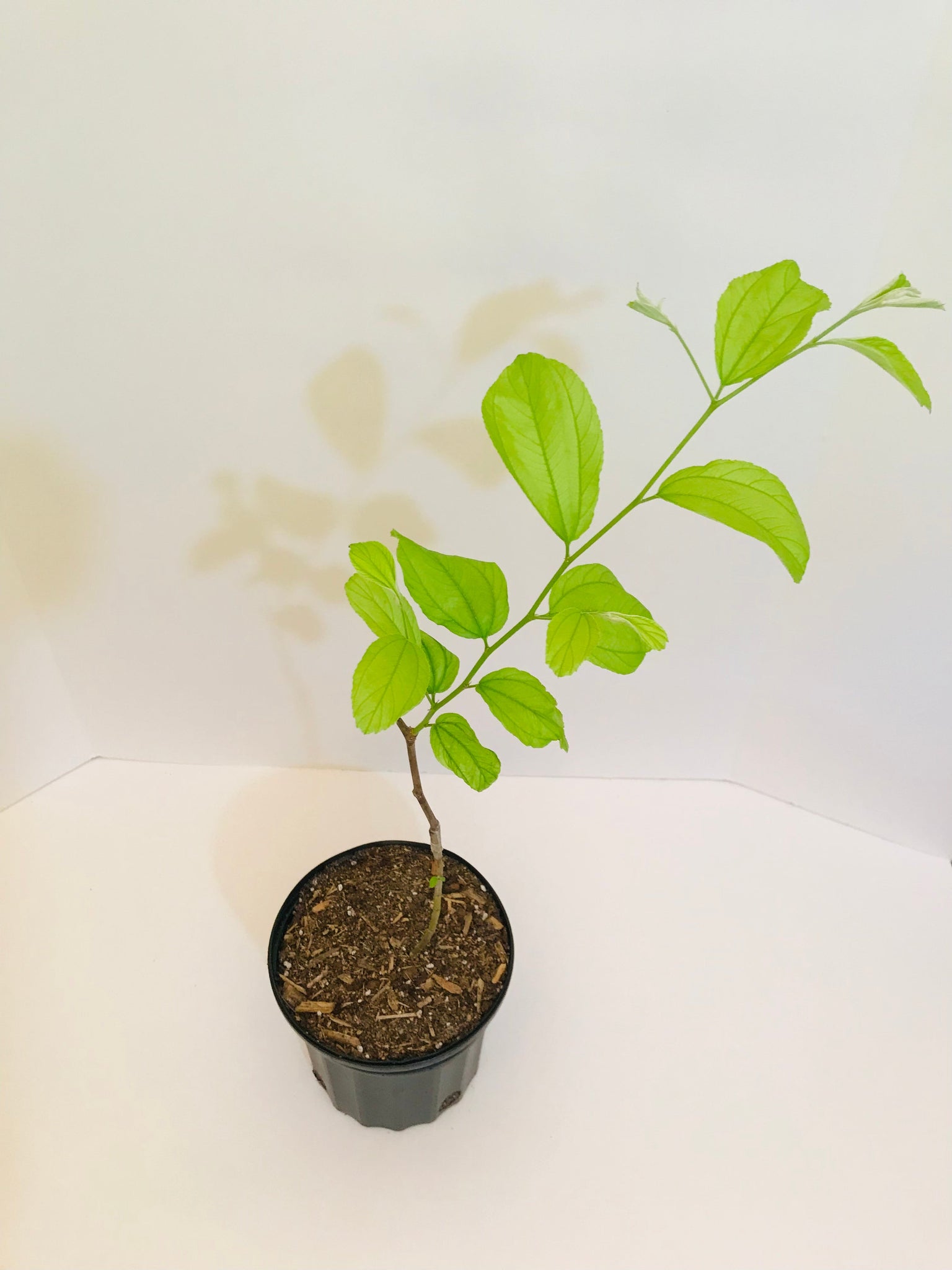 Grafted Jujubee tree 1 gallon (Taiwanese thornless, egg size fruit)