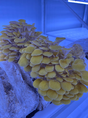 Golden Oyster Mushroom