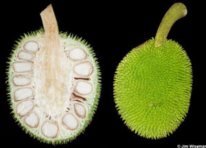 Breadnut Tree 1 Gallon – Fruit Hunters