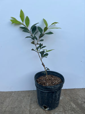 Grafted Pitomba Tree 1 Gallon Pot