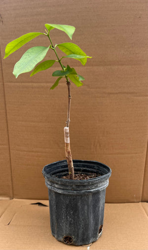 Grafted Java Plum Tree 1 Gallon Pot