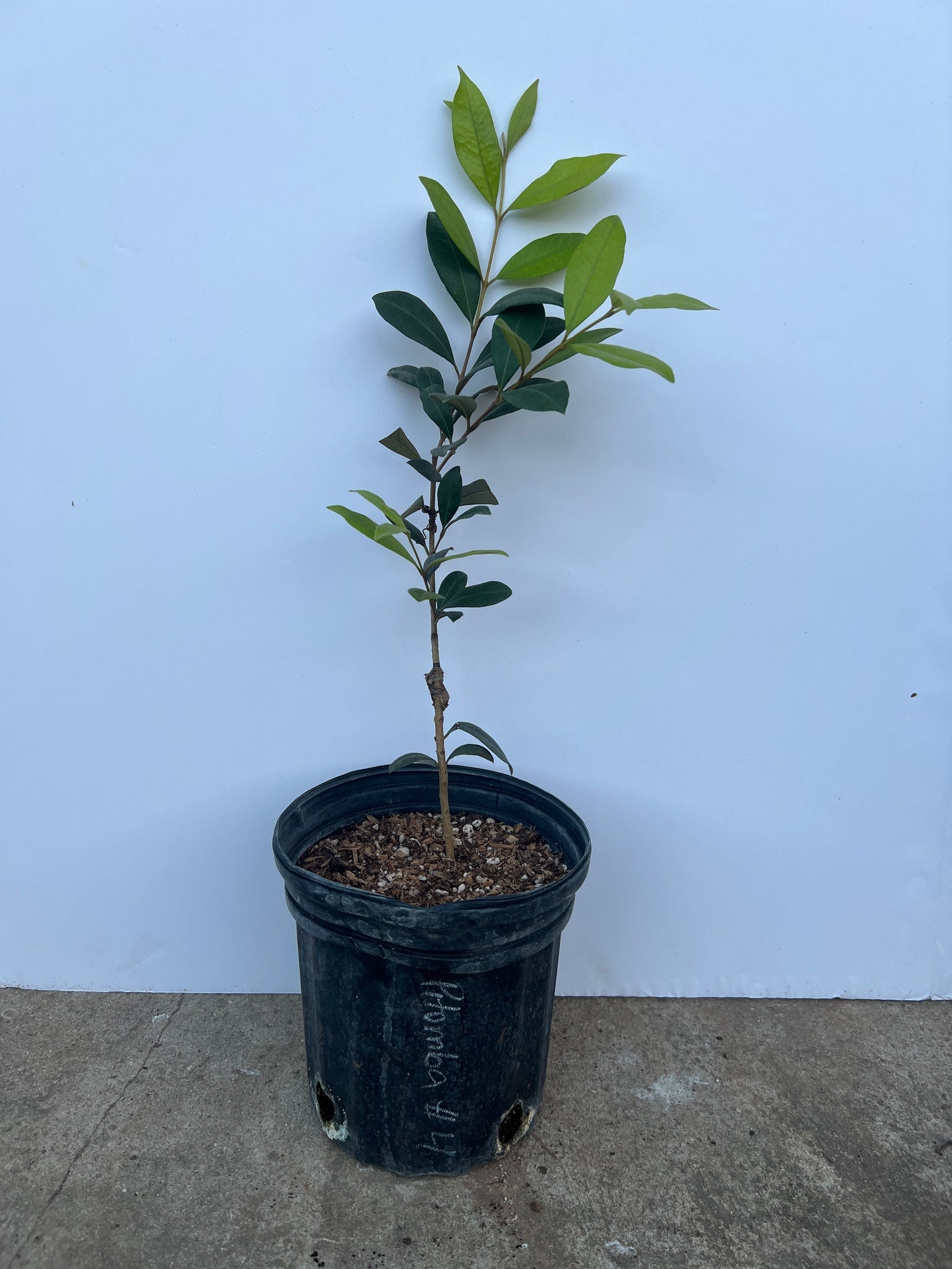 Grafted Pitomba Tree 1 Gallon Pot