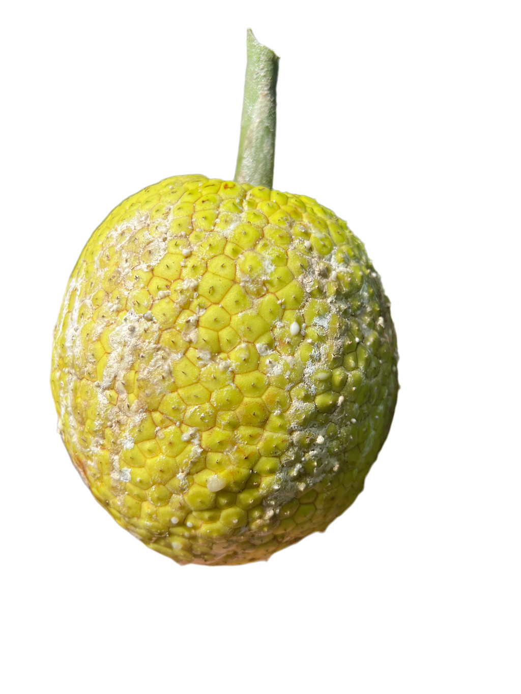 Breadfruit