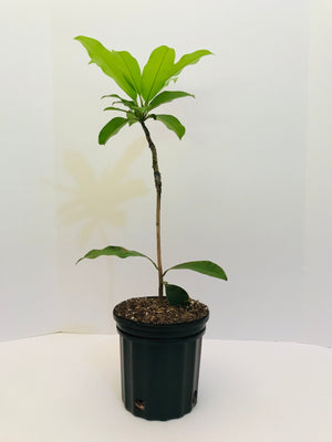 Grafted Sapodilla aka Nispero Tree 1 Gallon (8 Varieties)