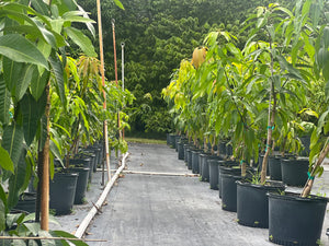 GRAFTED MANGO TREE 7 GALLON POT