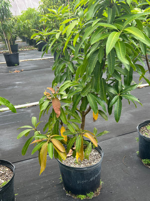 GRAFTED MANGO TREE 7 GALLON POT