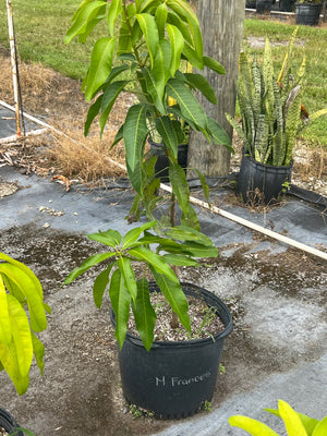 GRAFTED MANGO TREE 7 GALLON POT