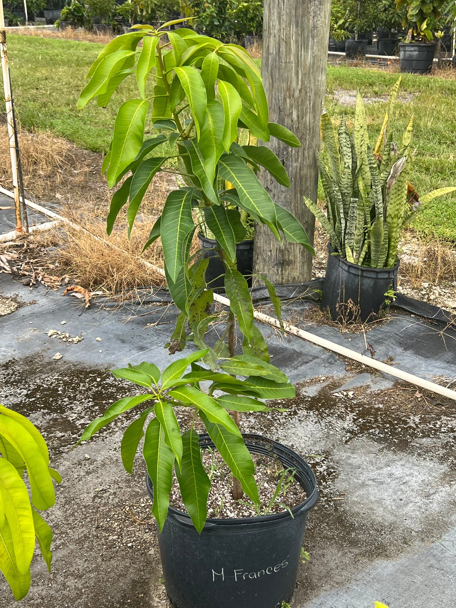 GRAFTED MANGO TREE 7 GALLON POT