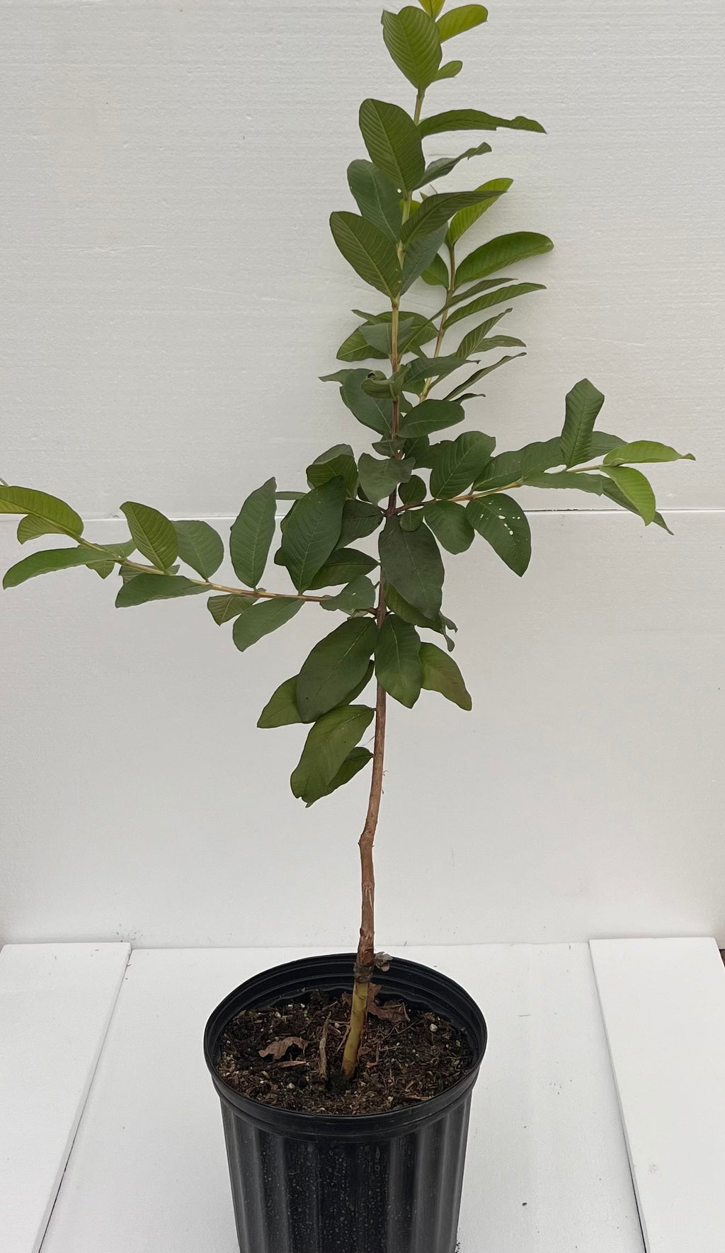 Grafted Guava 3 Gallon Pot