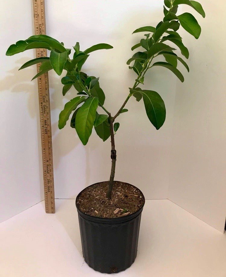 Grafted Black Sapote Tree aka Chocolate Pudding Fruit Tree 3 Gallon Po ...