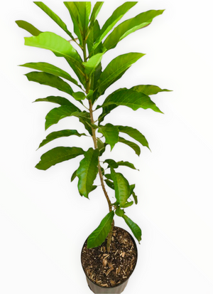 Grafted Canistel Tree aka Egg Fruit 3 Gallon pot (5 varieties)