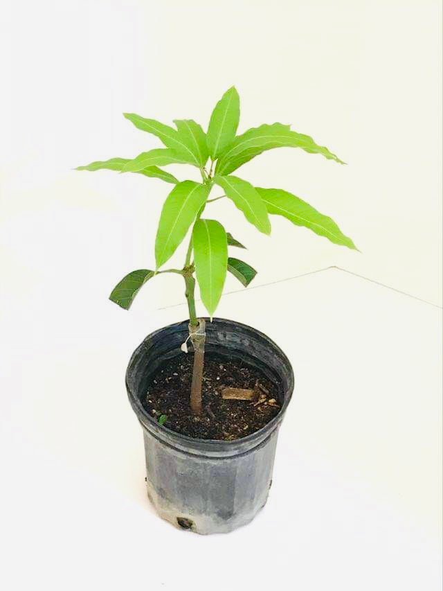 *Grafted MANGO TREE 1 GALLON (70+ VARIETIES WOW!)