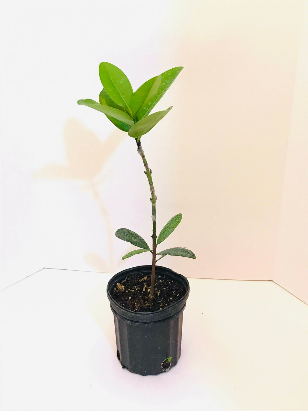 Grafted Mammea Americana Tree 1 Gallon