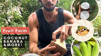 FRUIT FARM HARVEST | FruitHunters Experience | Sprouted Coconuts 🥥