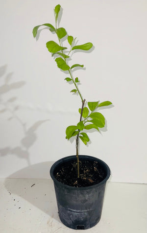 Grafted Jujubee 1 Gallon Tree