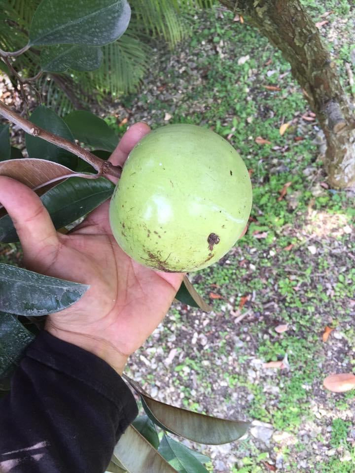 Grafted Caimito AKA Star Apple tree 1 Gallon (3 Varieties) – Fruit Hunters