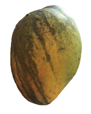 *Grafted MANGO TREE 1 GALLON (70+ VARIETIES WOW!)