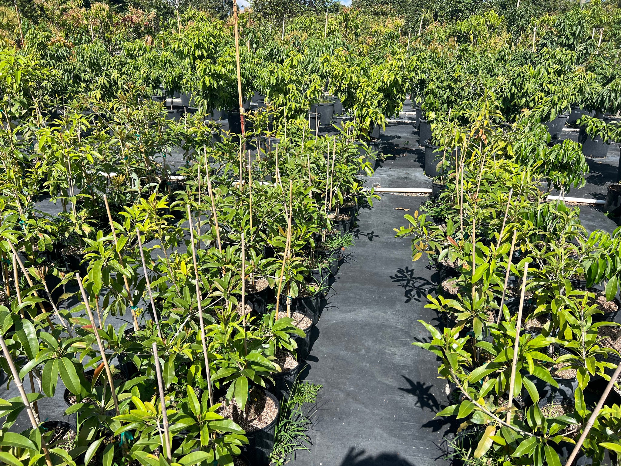 Grafted Sapodilla Tree 3 Gallon Pot