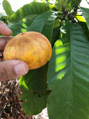 Grafted Canistel Tree aka Egg Fruit 3 Gallon pot (5 varieties)