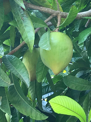 Grafted Canistel AKA Egg Fruit tree 1 Gallon (4 Varieties)